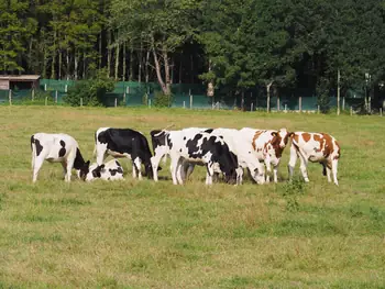 Roborst (België)